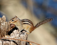 Eastern Chipmunk