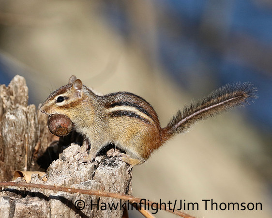 Eastern Chipmunk