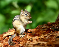 Eastern Chipmunk