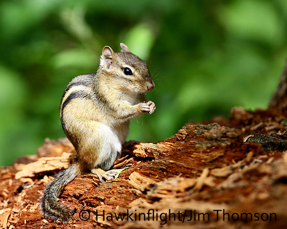 Eastern Chipmunk