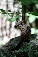Eastern Chipmunk