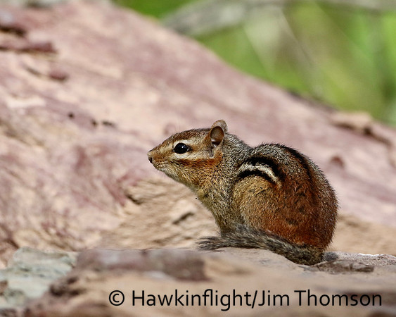Eastern Chipmunk