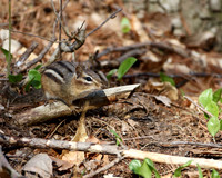 Eastern Chipmunk