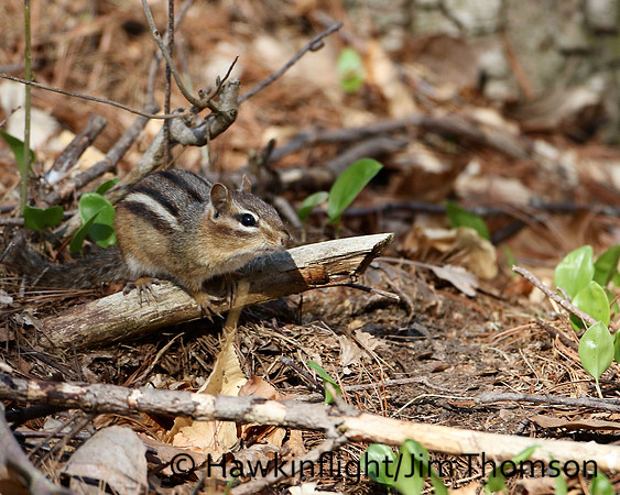 Eastern Chipmunk