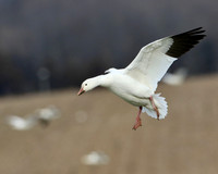 Snow Geese