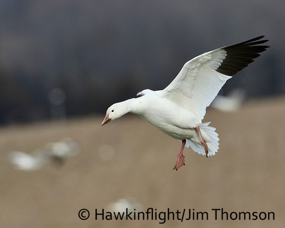 Snow Geese