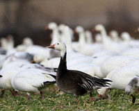 Snow Geese