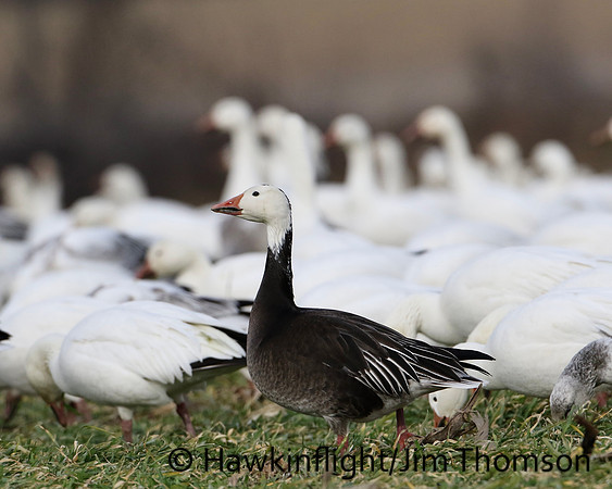Snow Geese