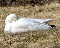 Snow Geese