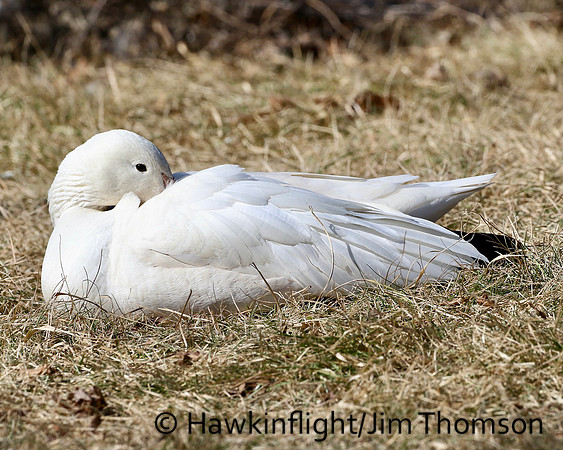Snow Geese