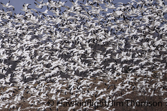 Snow Geese