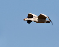 Snow Geese