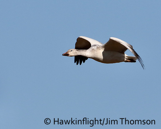 Snow Geese
