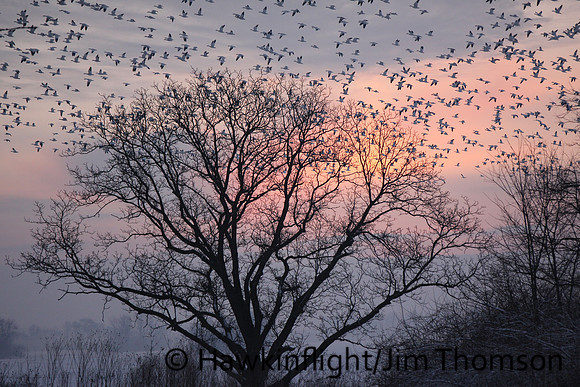 Snow Geese