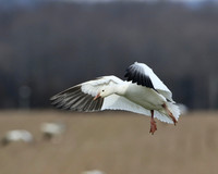 Snow Geese