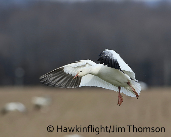 Snow Geese