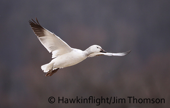 Snow Geese