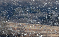 Snow Geese