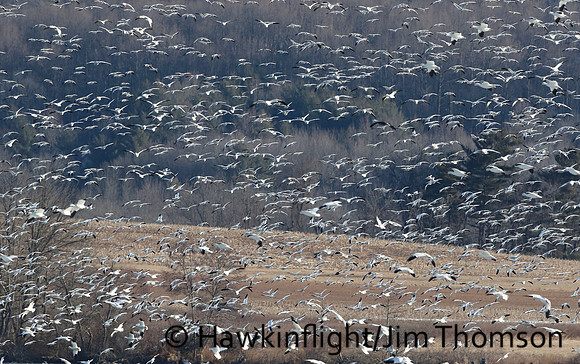 Snow Geese