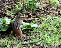 Eastern Chipmunk