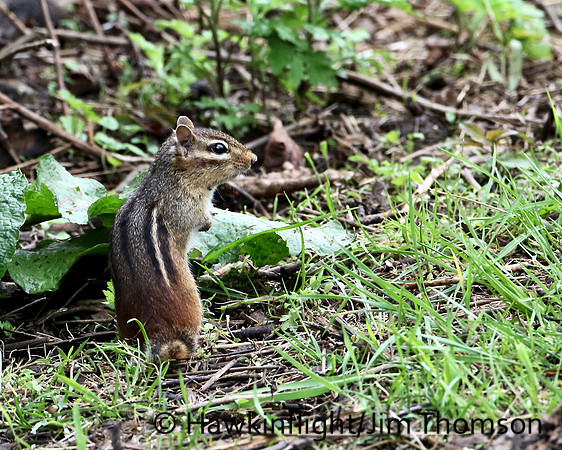 Eastern Chipmunk