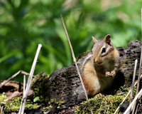 Eastern Chipmunk