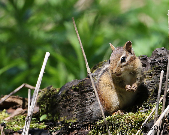 Eastern Chipmunk