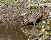 Eastern Chipmunk
