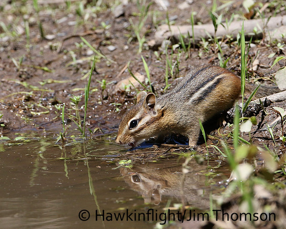 Eastern Chipmunk