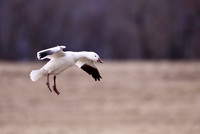 Snow Geese