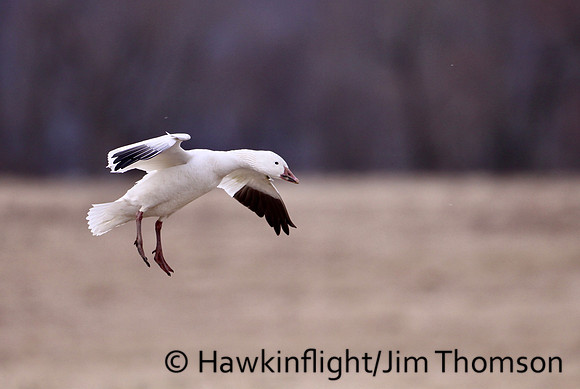 Snow Geese