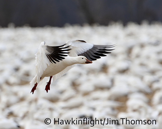 Snow Geese