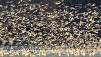 Snow Geese