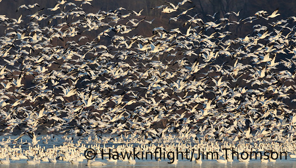 Snow Geese