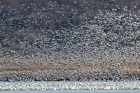Snow Geese