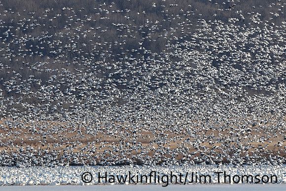 Snow Geese