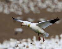 Snow Geese