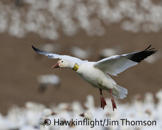 Snow Geese