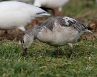 Snow Geese