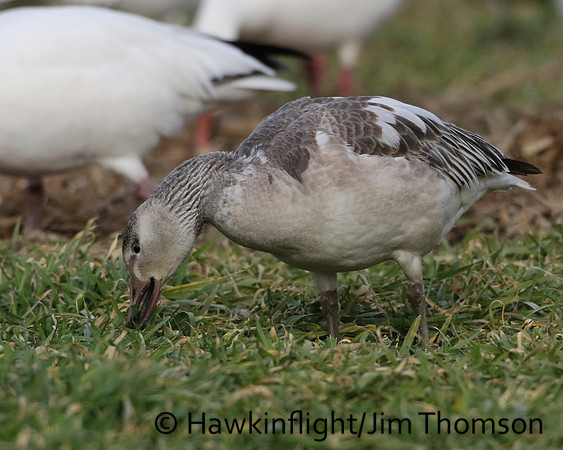 Snow Geese