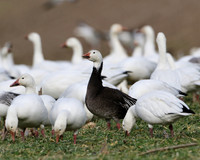 Snow Geese