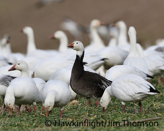 Snow Geese