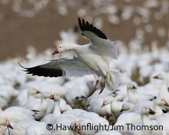 Snow Geese