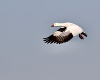 Snow Geese