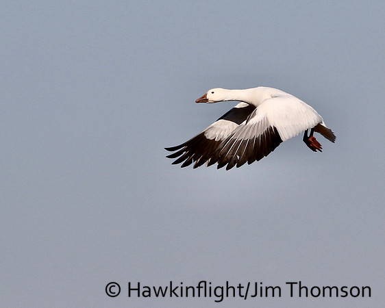Snow Geese