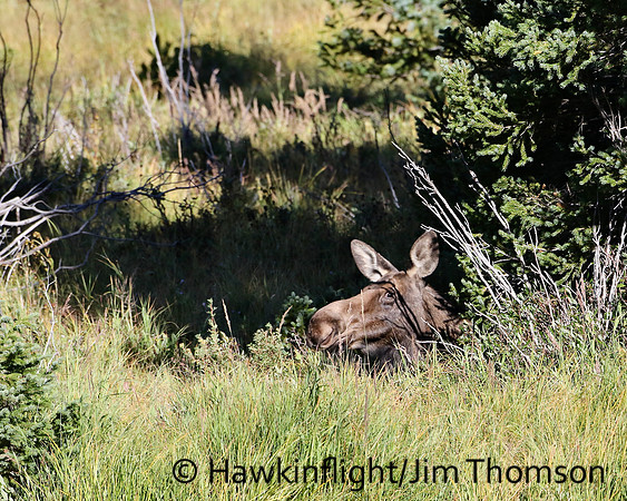 Moose