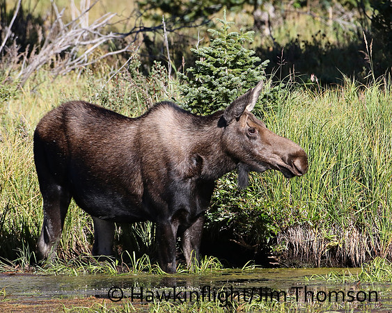 Moose