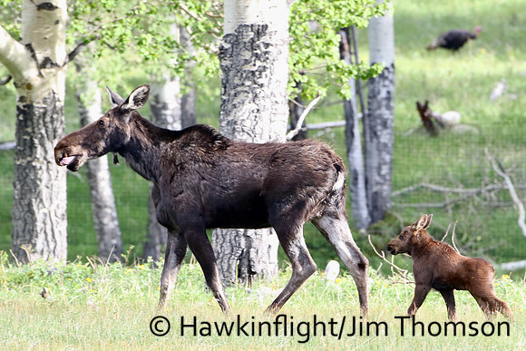 Moose