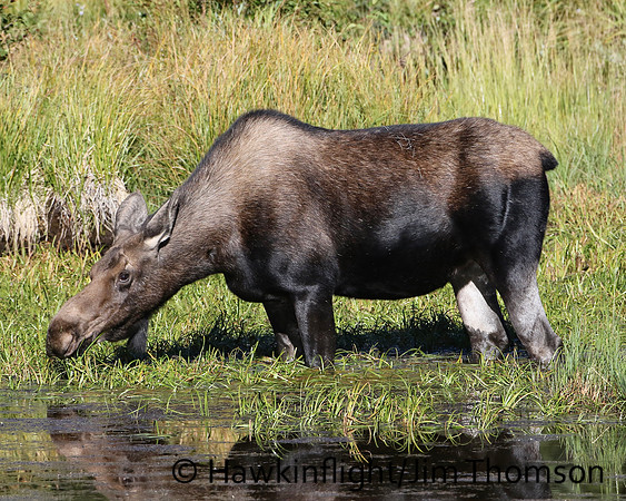 Moose