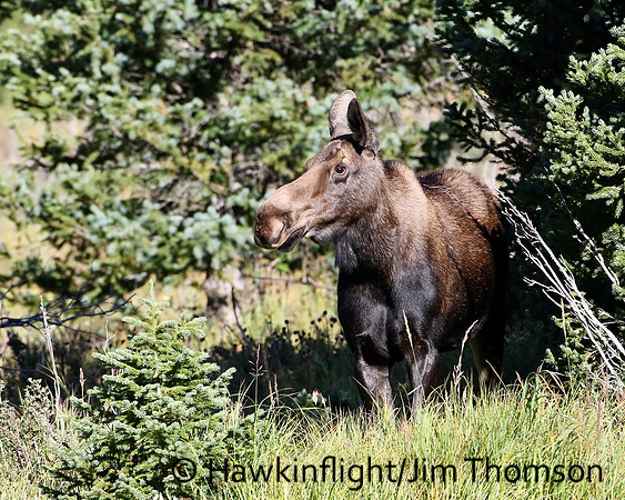 Moose